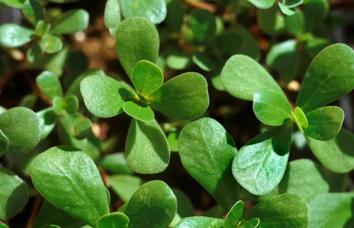 Common purslane vegetable plant with fleshy green leaves, branching succulent stems, and small yellow flowers growing in a sunny home vegetable garden.