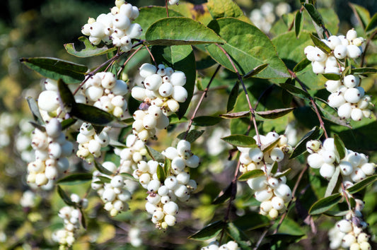 common snowberry seeds