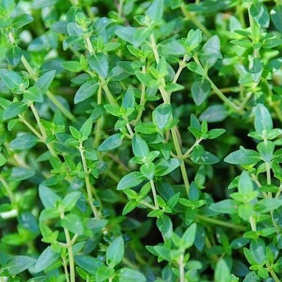 Common Thyme Herb Seeds for Planting – Heirloom Non-GMO Garden Seeds