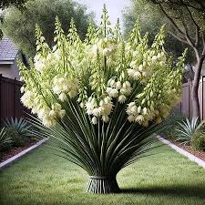 Common Yucca Flowering Plant
