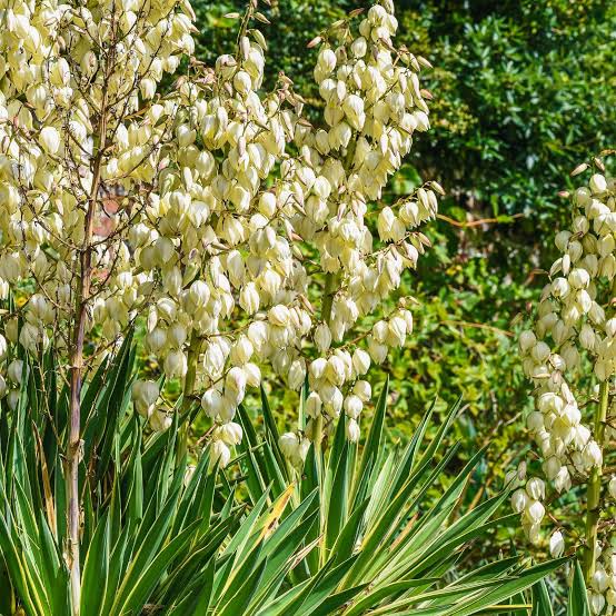 Common Yucca Flowering Plant