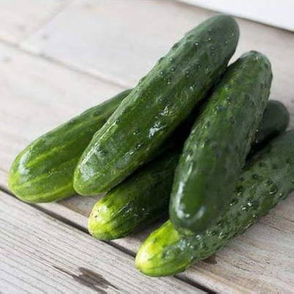 Spacemaster Cucumber Seeds for Planting – Heirloom Non-GMO Garden Seeds
