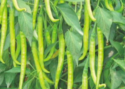 Green Sweet Pepper Seeds for Planting – Heirloom Non-GMO Garden Seeds