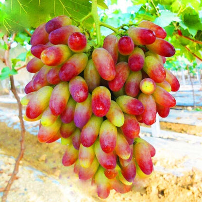 Pink Cream Grape Fruit Seeds for Planting – Heirloom Non-GMO Garden Seeds