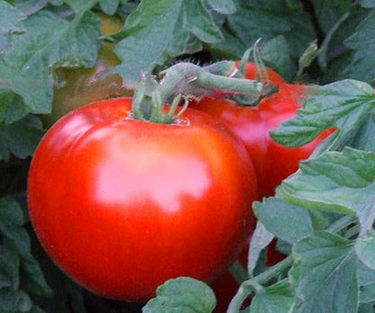 Balkon Red Tomato Seeds for Planting – Heirloom Non-GMO Garden Seeds
