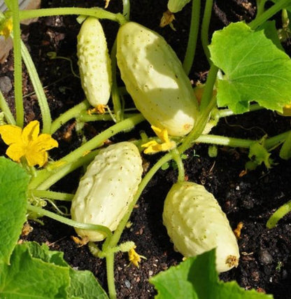 Mini White Cucumber Seeds for Planting – Heirloom Non-GMO Garden Seeds