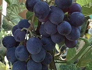Vitis Labrusca Concord Grape Fruit Seeds for Planting – Heirloom Non-GMO Garden Seeds