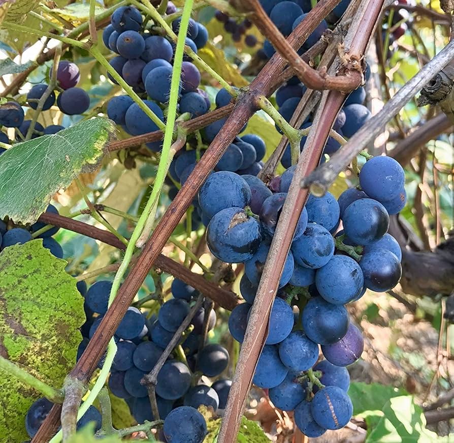 concord grape seeds