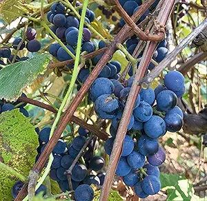 concord grape seeds