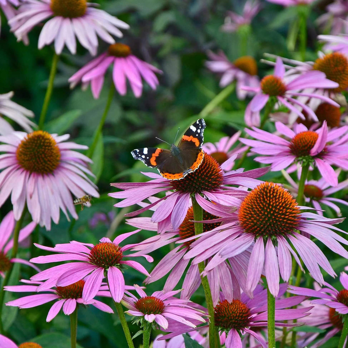and Butterflies Coneflower plant
