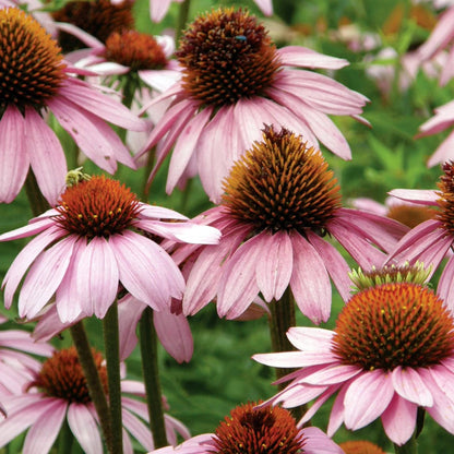 Purple Coneflower plant