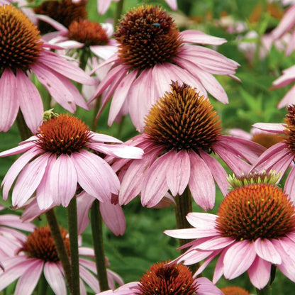 Beautiful Coneflower plant