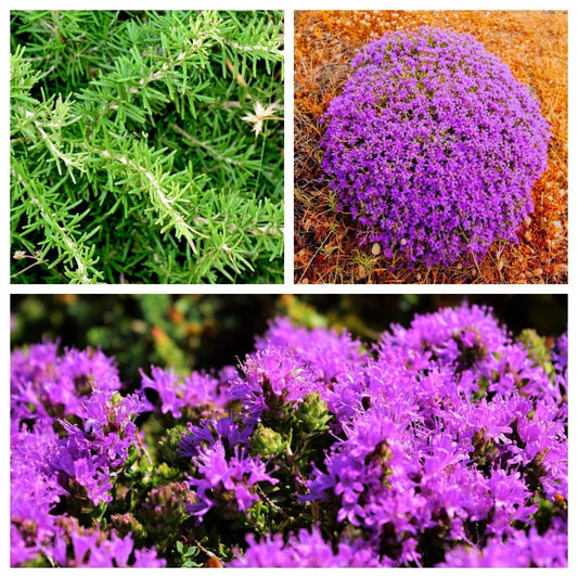 Conehead Thyme Herb Seeds for Planting – Heirloom Non-GMO Garden Seeds