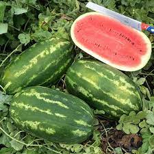 congo watermelon seeds