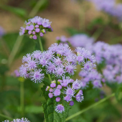 Hardy Ageratum Mistflower plant