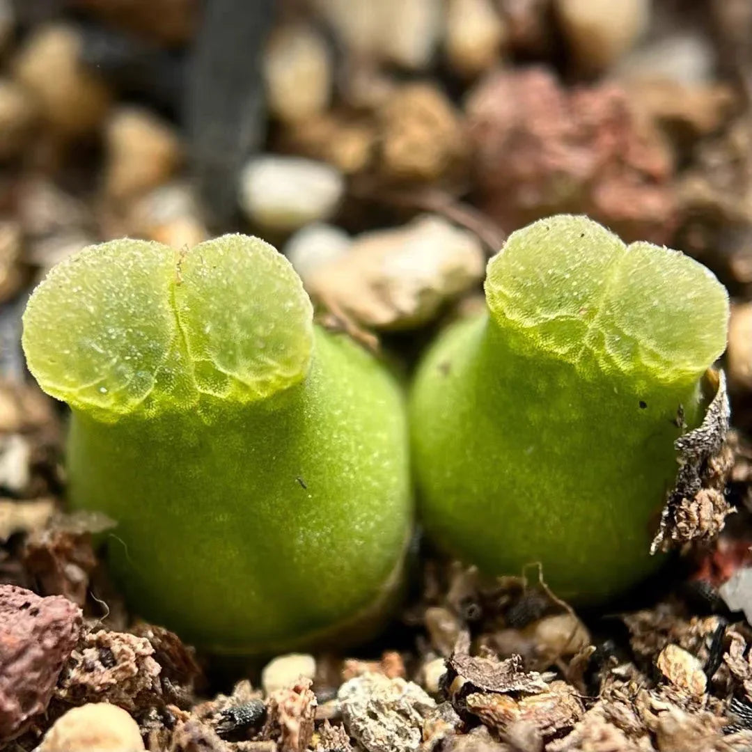 Conophytum Hammeri flower seeds