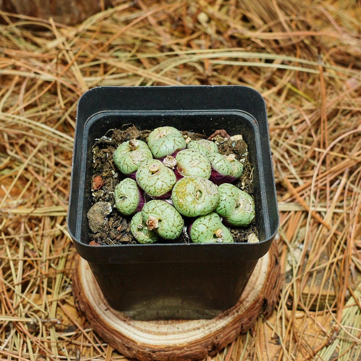 Green Conophytum Obcordellum succulent plant with patterned pebble-like foliage
