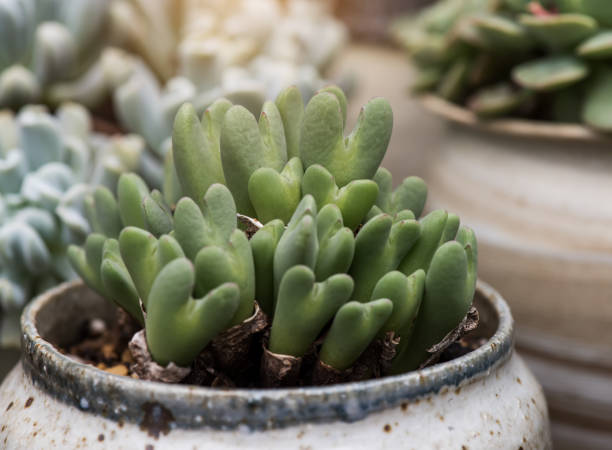 Green Conophytum Ratum succulent plant with compact green fleshy leaves