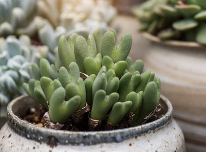 Green Conophytum Ratum succulent plant with compact green fleshy leaves