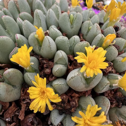 Yellow Conophytum flower seeds