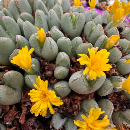 Yellow Conophytum flower seeds