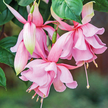 Pink Fuchsia flower seeds