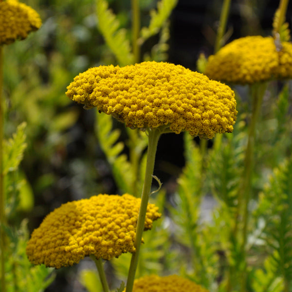 Yellow Achillea flower seeds