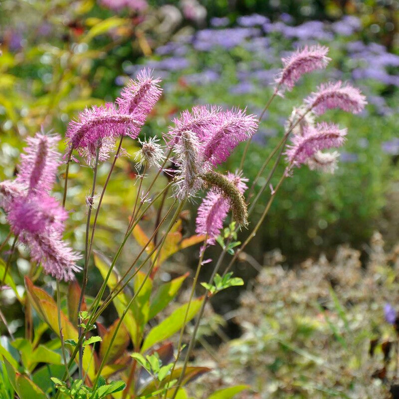 Pink Alaskan flower seeds