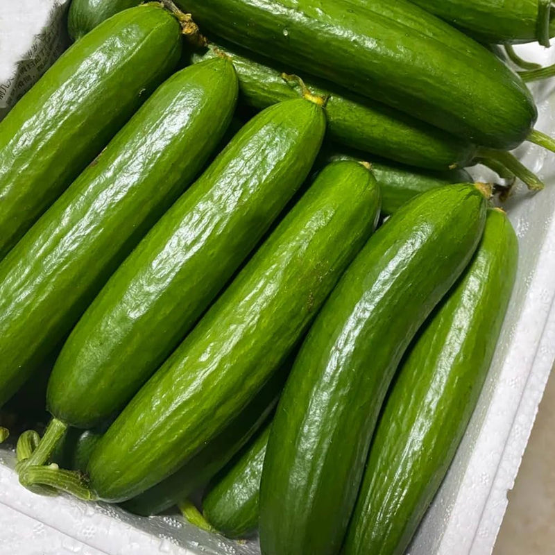 SMR 58 Cucumber Seeds for Planting – Heirloom Non-GMO Garden Seeds