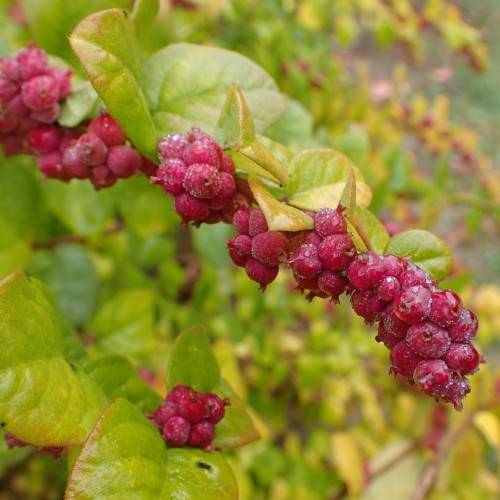 coralberry flower seeds