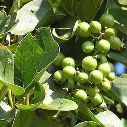 Bird Lime Fruit Seeds for Planting featuring a Cordia dichotoma tropical tree with broad green foliage and clusters of small yellowish fruits