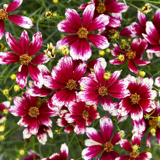 Berry Chiffon flower seeds
