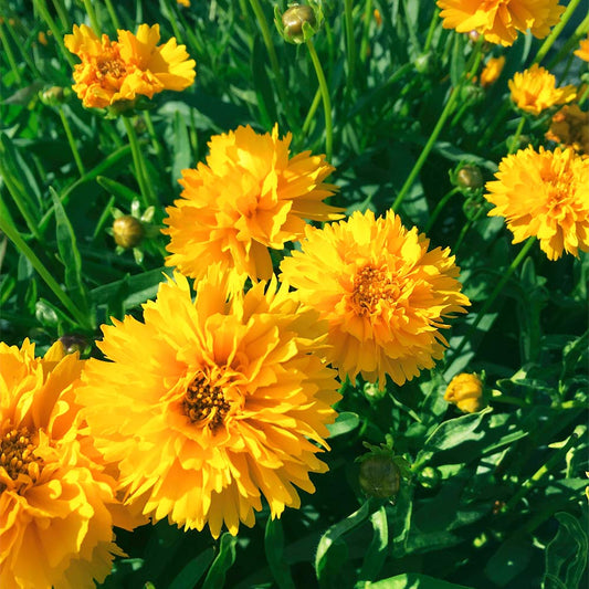 Yellow Early flower seeds