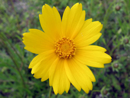 Yellow Coreopsis Lanceolata Flower Seeds for Planting – Heirloom Non-GMO Garden Seeds