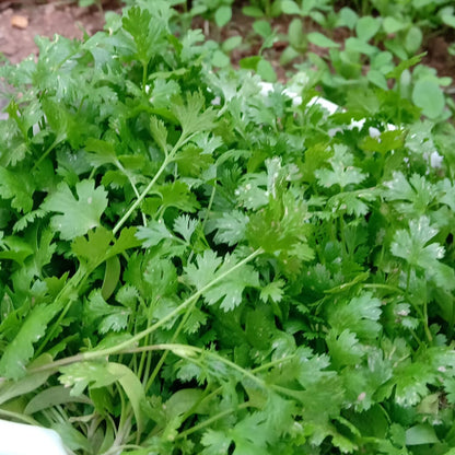 Coriander vegetable seeds for planting with fresh green cilantro foliage and aromatic seed heads