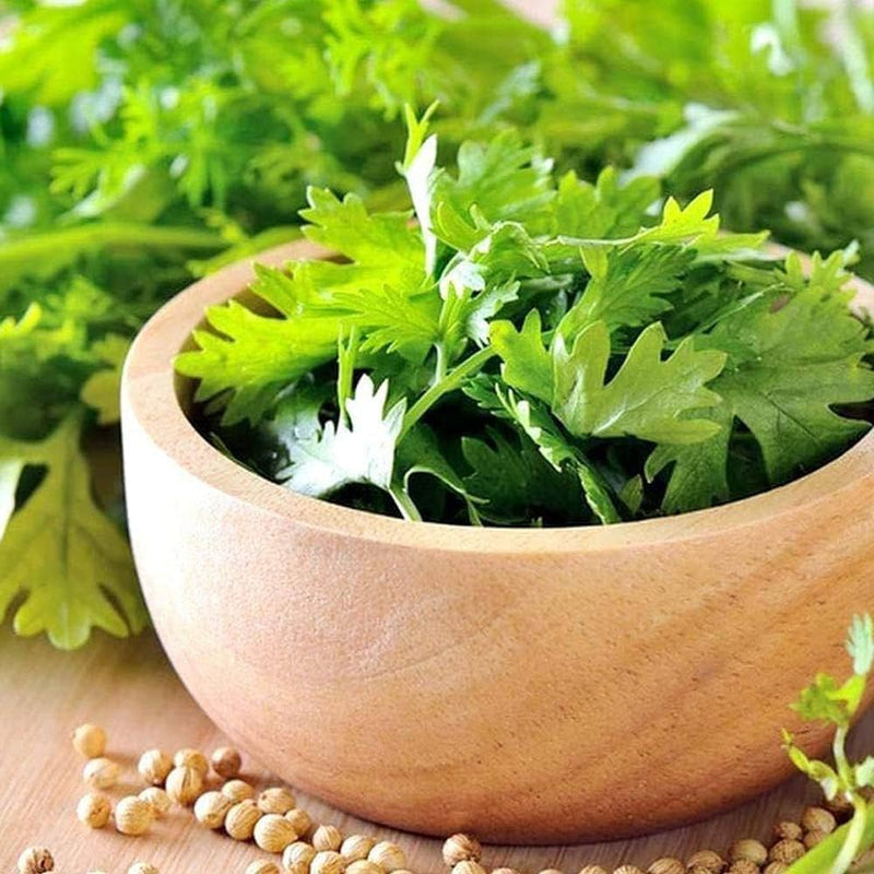 Coriander Seeds for Planting – Heirloom Non-GMO Garden Seeds