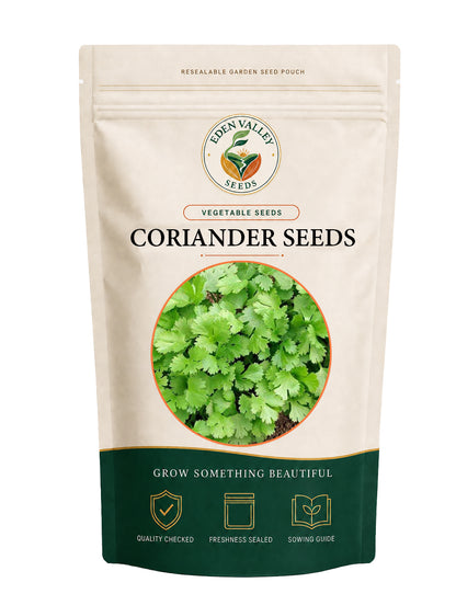Coriander seeds for planting with fresh green coriander herb