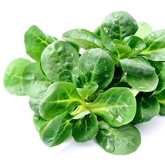 Corn salad vegetable plants growing with tender green lamb’s lettuce leaves in a home vegetable garden, suitable for fresh salads and cool-season harvesting.