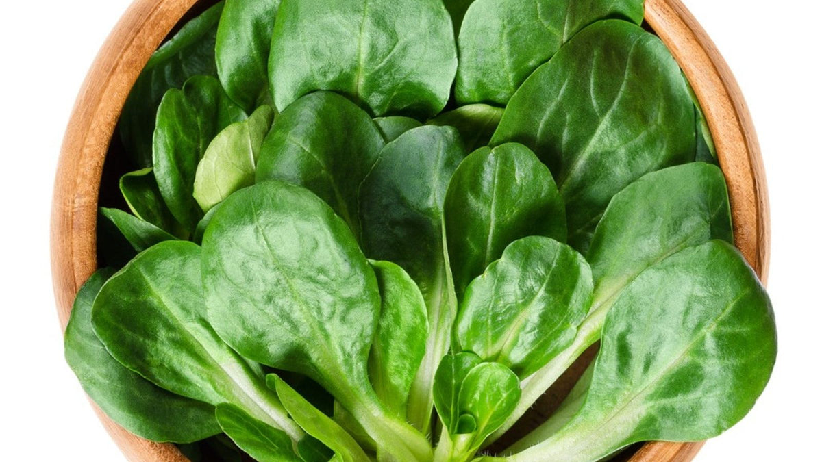 Corn salad vegetable plants growing with tender green lamb’s lettuce leaves in a home vegetable garden, suitable for fresh salads and cool-season harvesting.