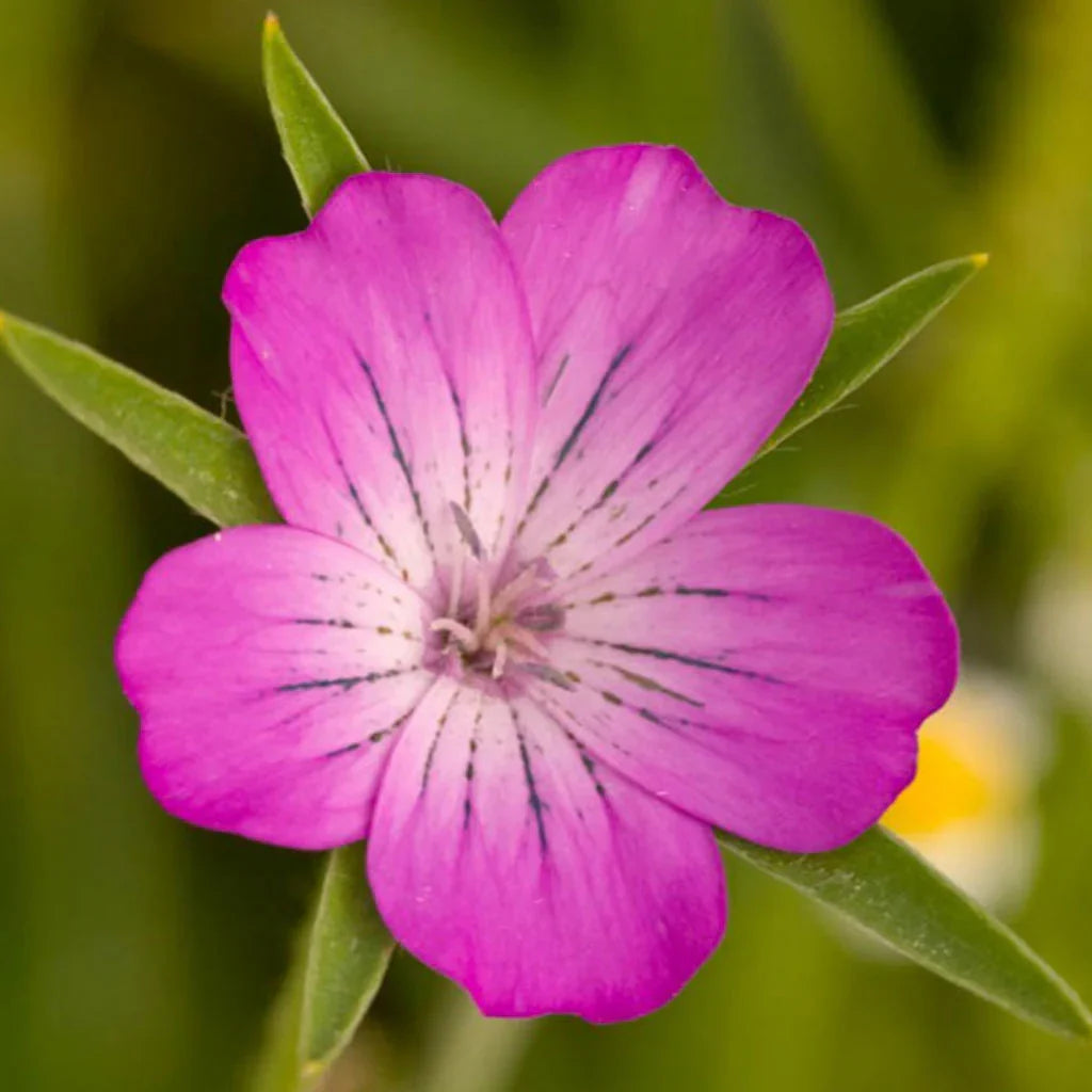 Corncockle flower seeds