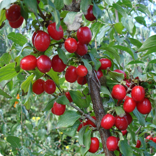 cornelian cherry seeds