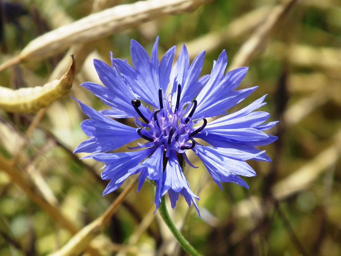 Cornflower flower seeds