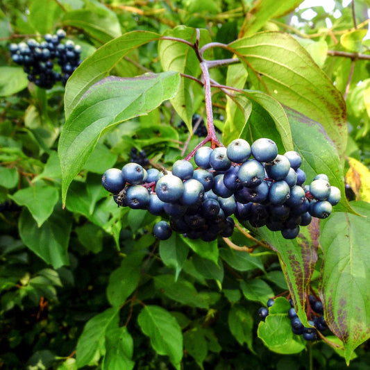silky dogwood seeds