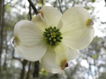 Cornus Florida Flower Seeds for Planting – Heirloom Non-GMO Garden Seeds