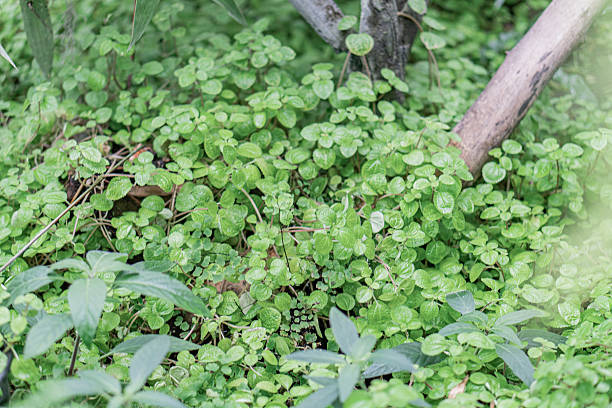 Corsican Mint herb seeds and low-growing fragrant green foliage in a garden setting