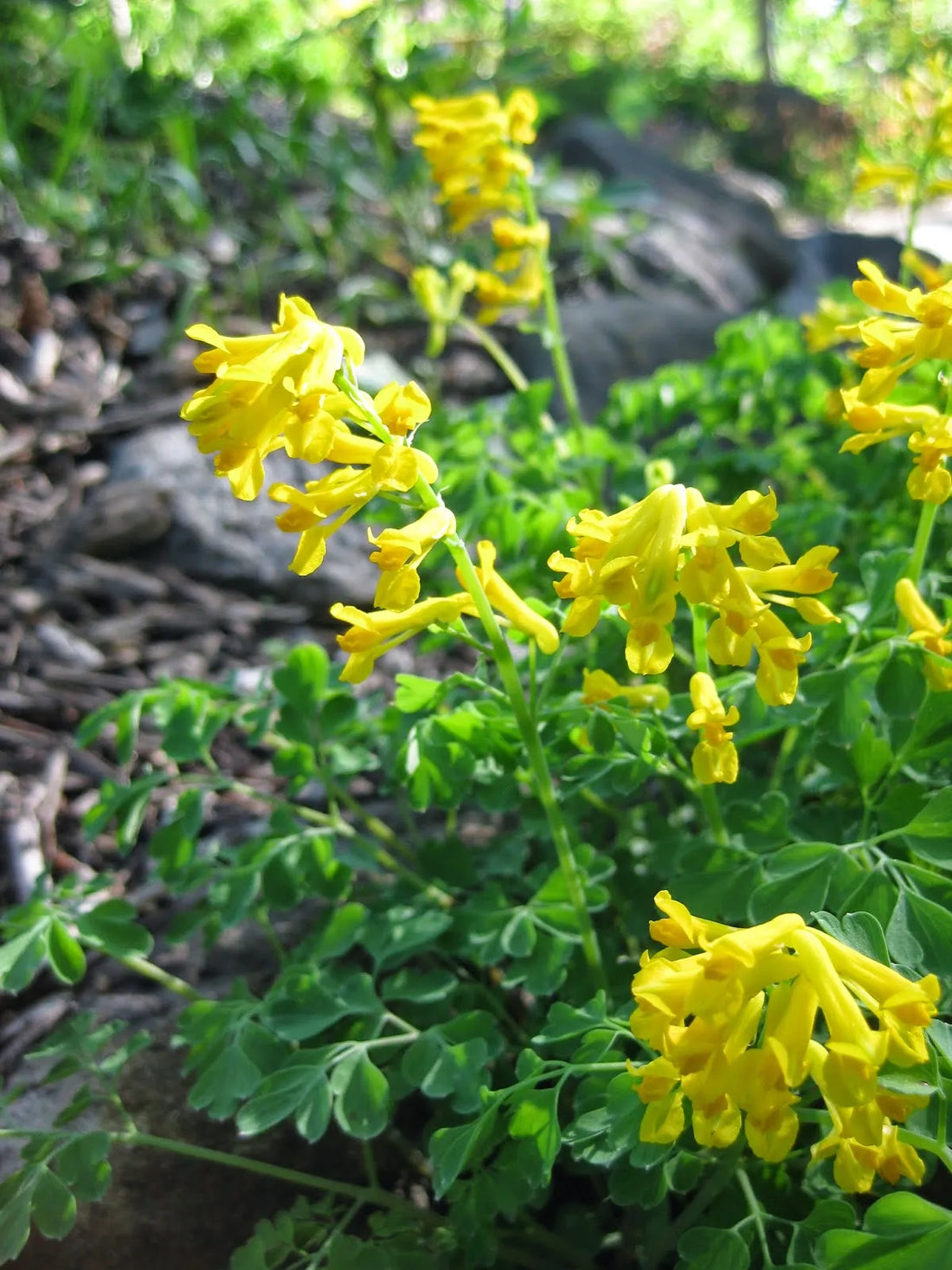 Corydalis Lutea flower seeds