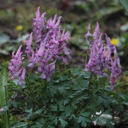 Corydalis Solida Flowers in Shaded Garden Border