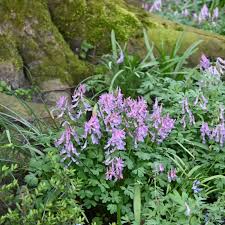 Corydalis Solida Flowers in Shaded Garden Border