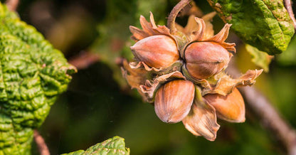 Graines de noisetier commun Corylus avellana pour la plantation – Graines de jardin anciennes sans OGM
