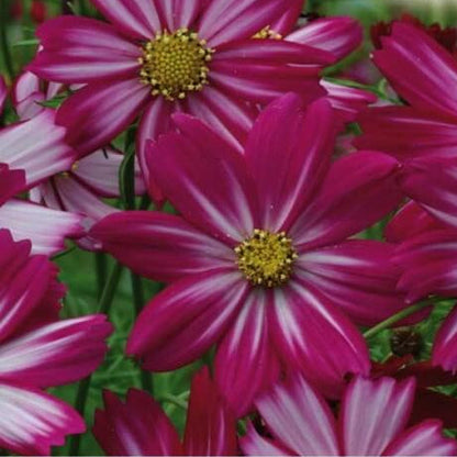 Peppermint Cosmos plant